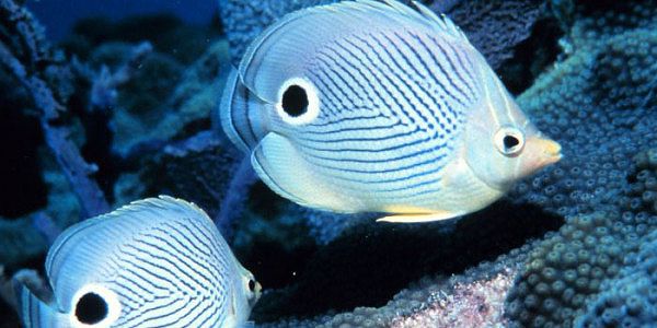 Butterfly Fish in Cahuita National Park