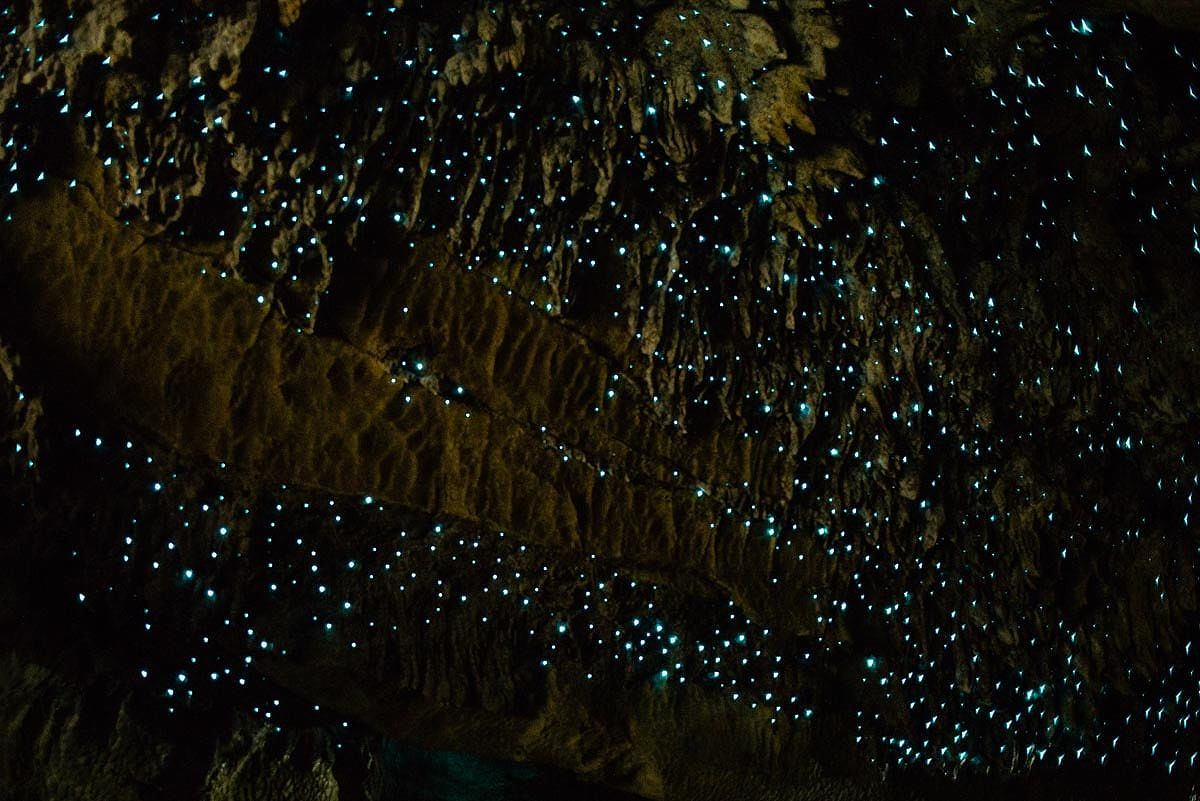 Glow worms in the Waipu Caves in New Zealand