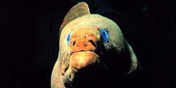 Green Moray Eel in Cahuita National Park