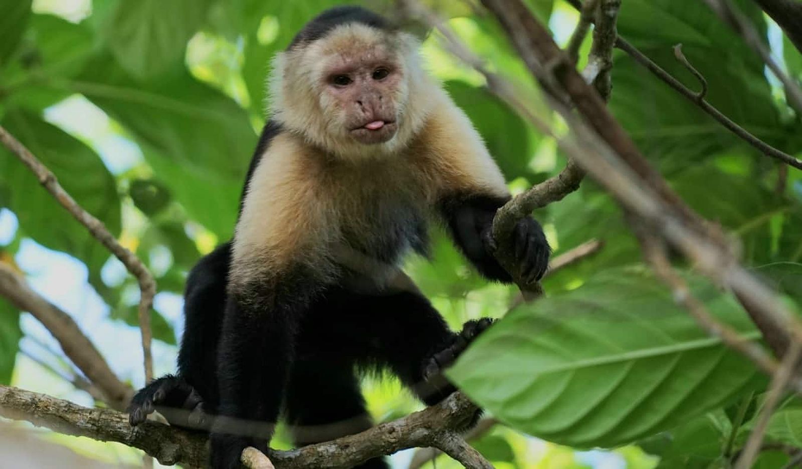 Monkey sitting on a branch in Cahuita National Park