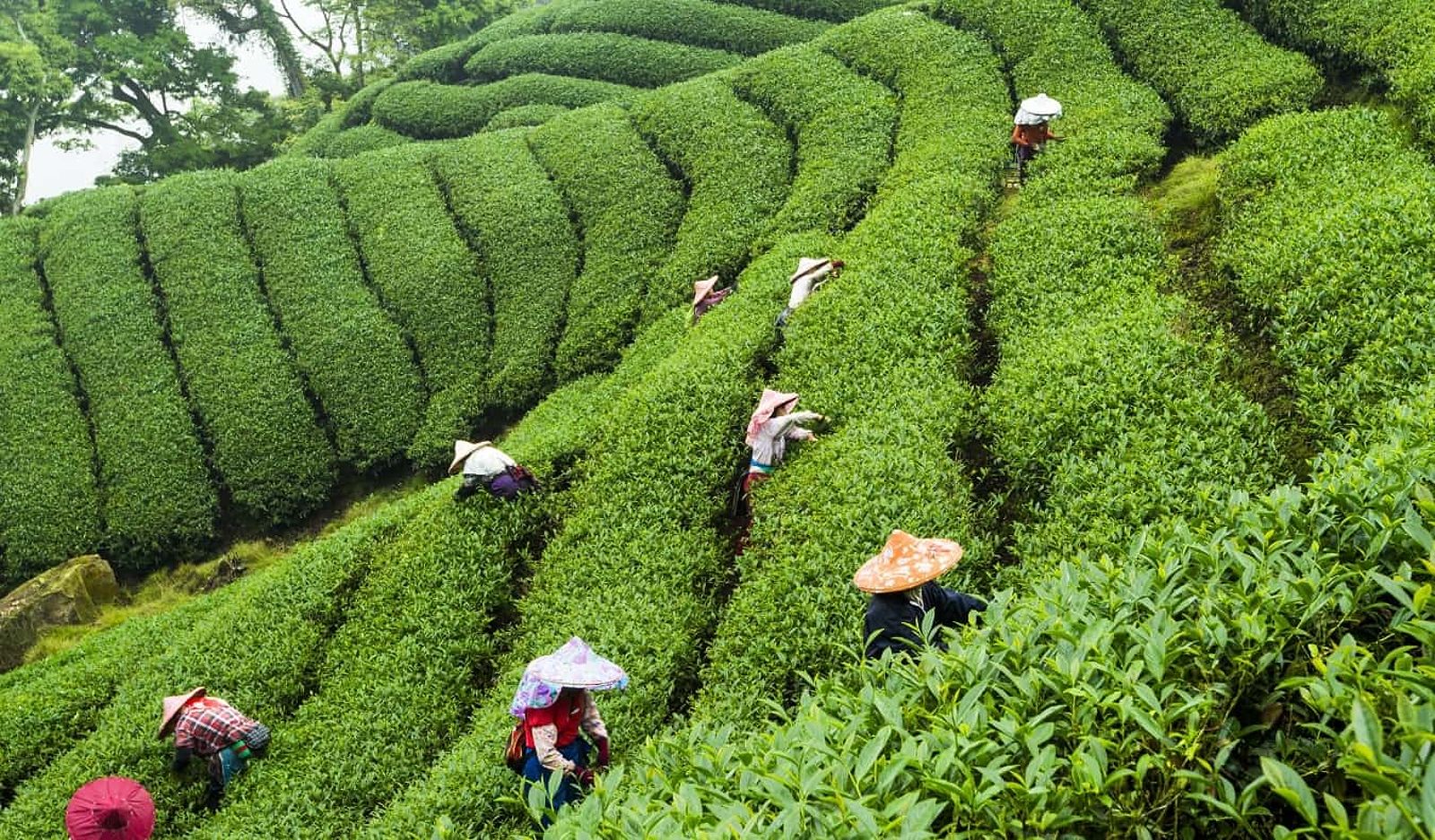 Tea pickers working in the mountainous tea plantations of Taiwan