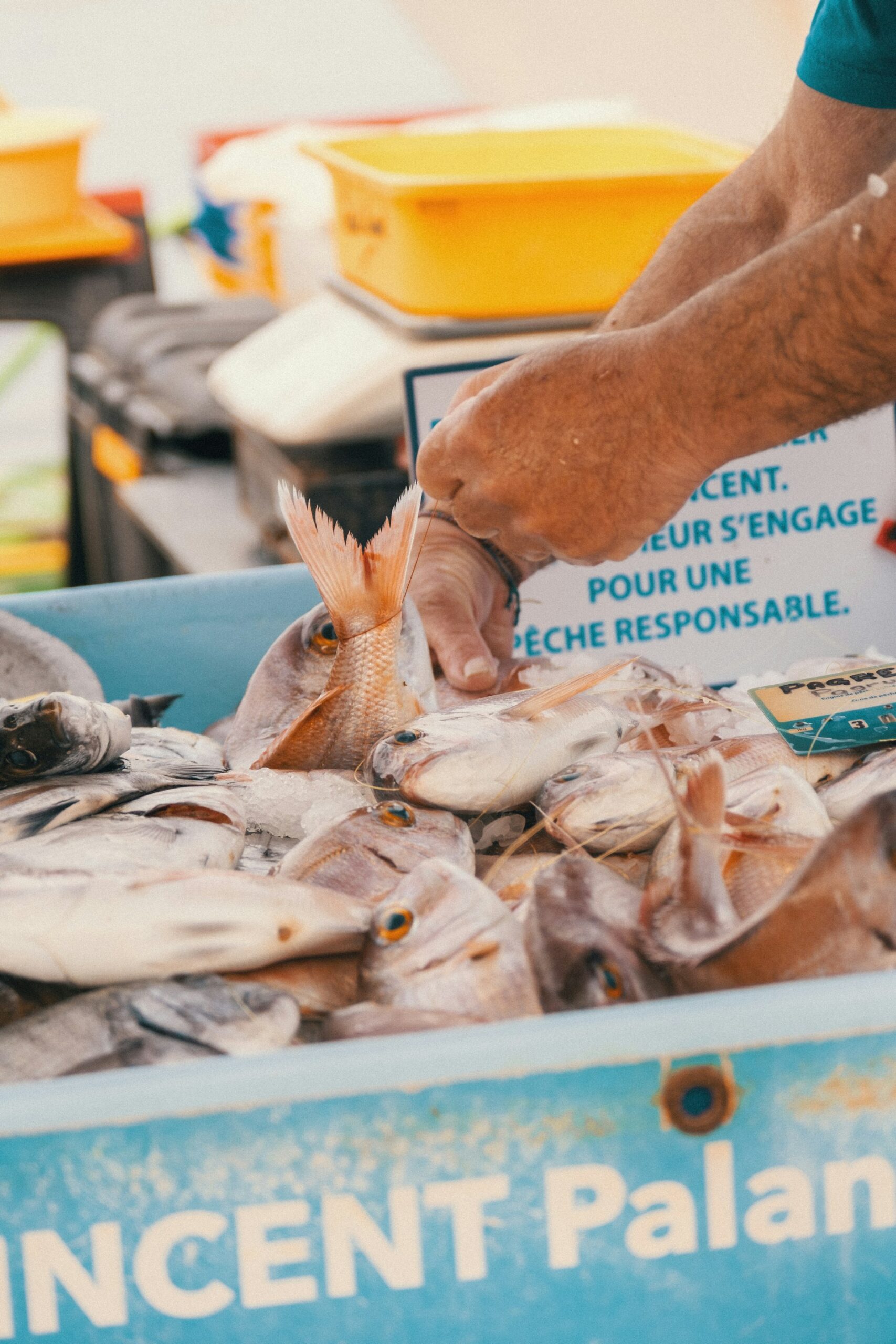 A Practical Guide to Ethical Seafood Consumption: Making Informed, Sustainable Choices